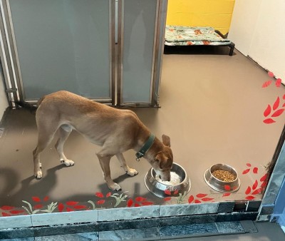  सडकमा छाडिएको कुकुर अमेरिका पुग्यो 